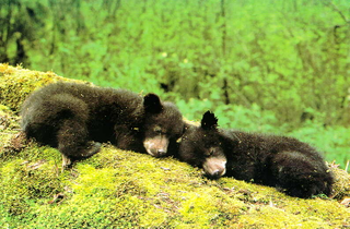 Illustration for article titled When Bears Go To Rehab